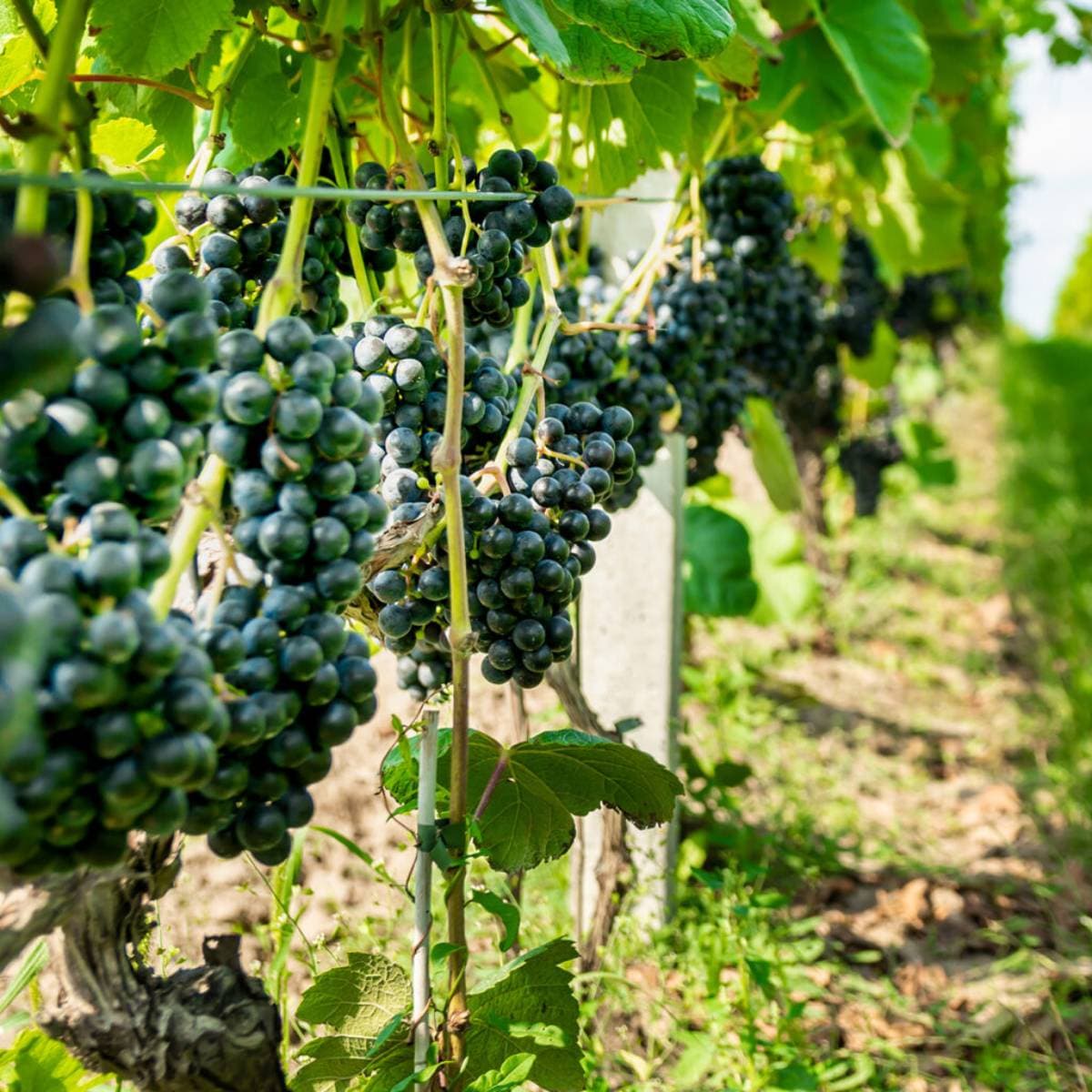 Degustacja win dla dwojga | Ostrowiec Świętokrzyski (Daromin)