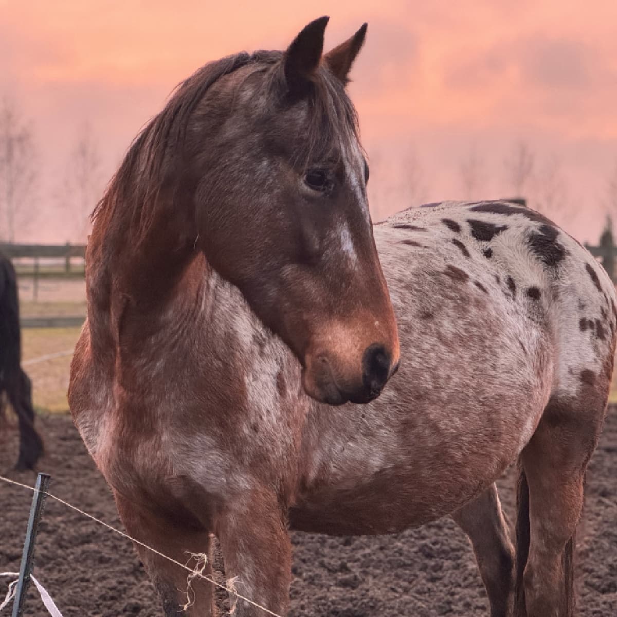 Nauka Jazdy Konnej | Białystok (Hryniewicze Duże)