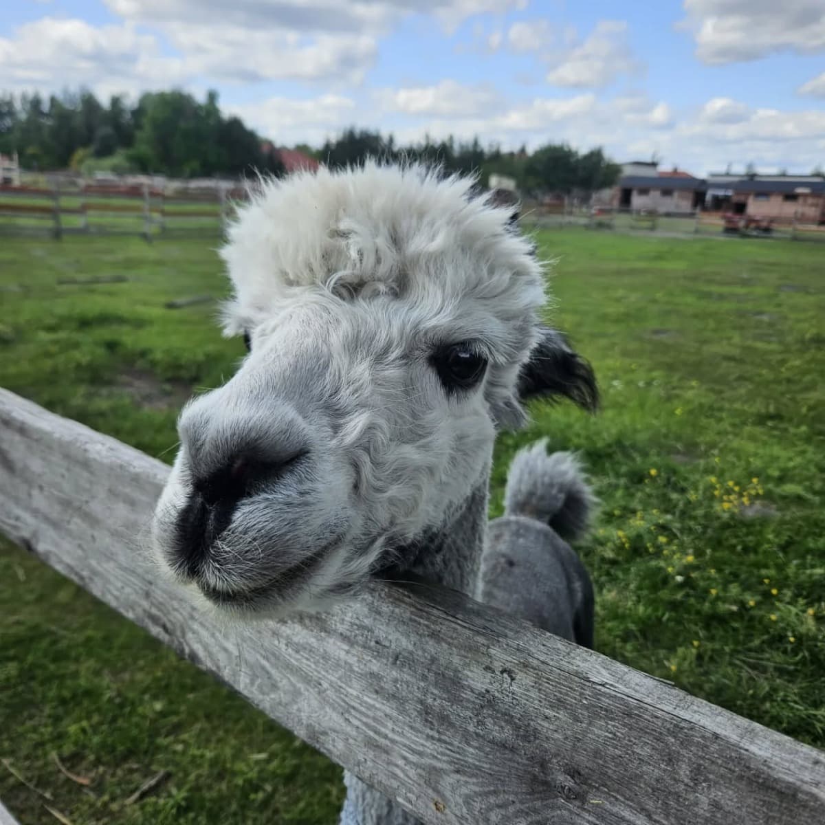 Wizyta w AlePaka | Bydgoszcz (Przyłęki)