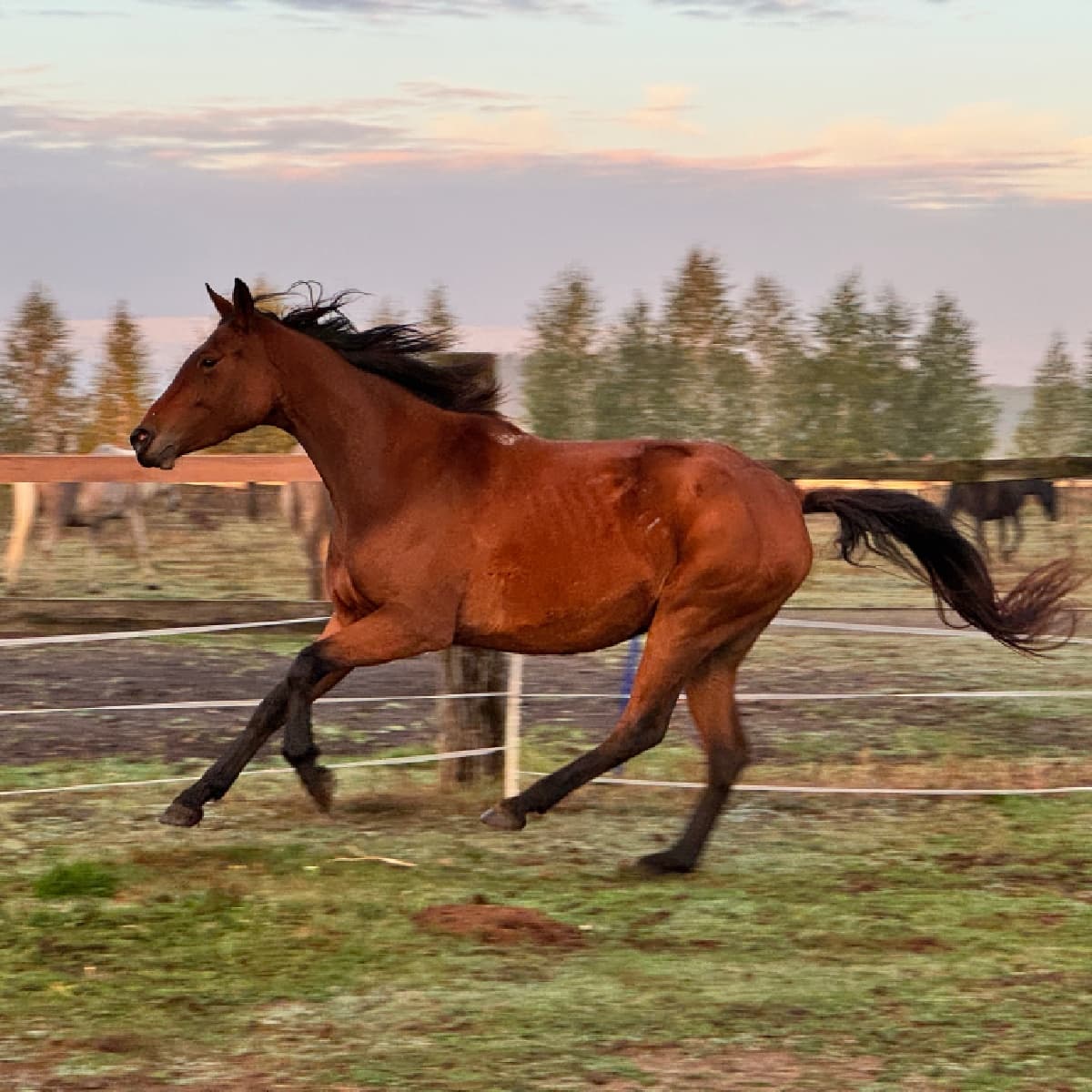 Wyprawa Konna | Białystok (Hryniewicze Duże)