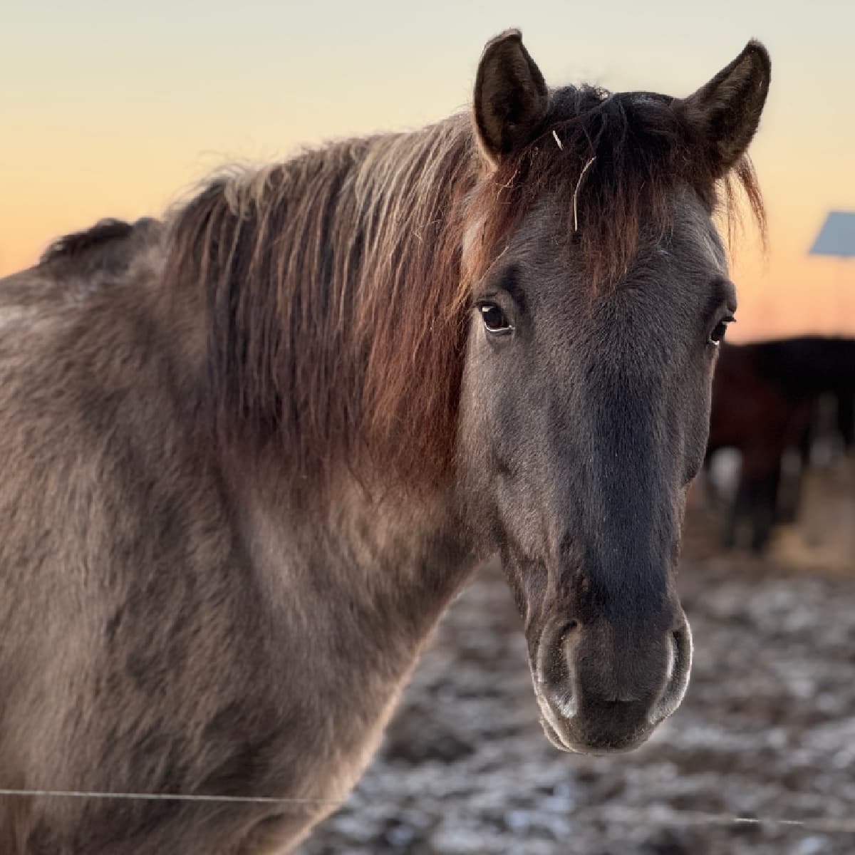 Wyprawa Konna | Białystok (Hryniewicze Duże)
