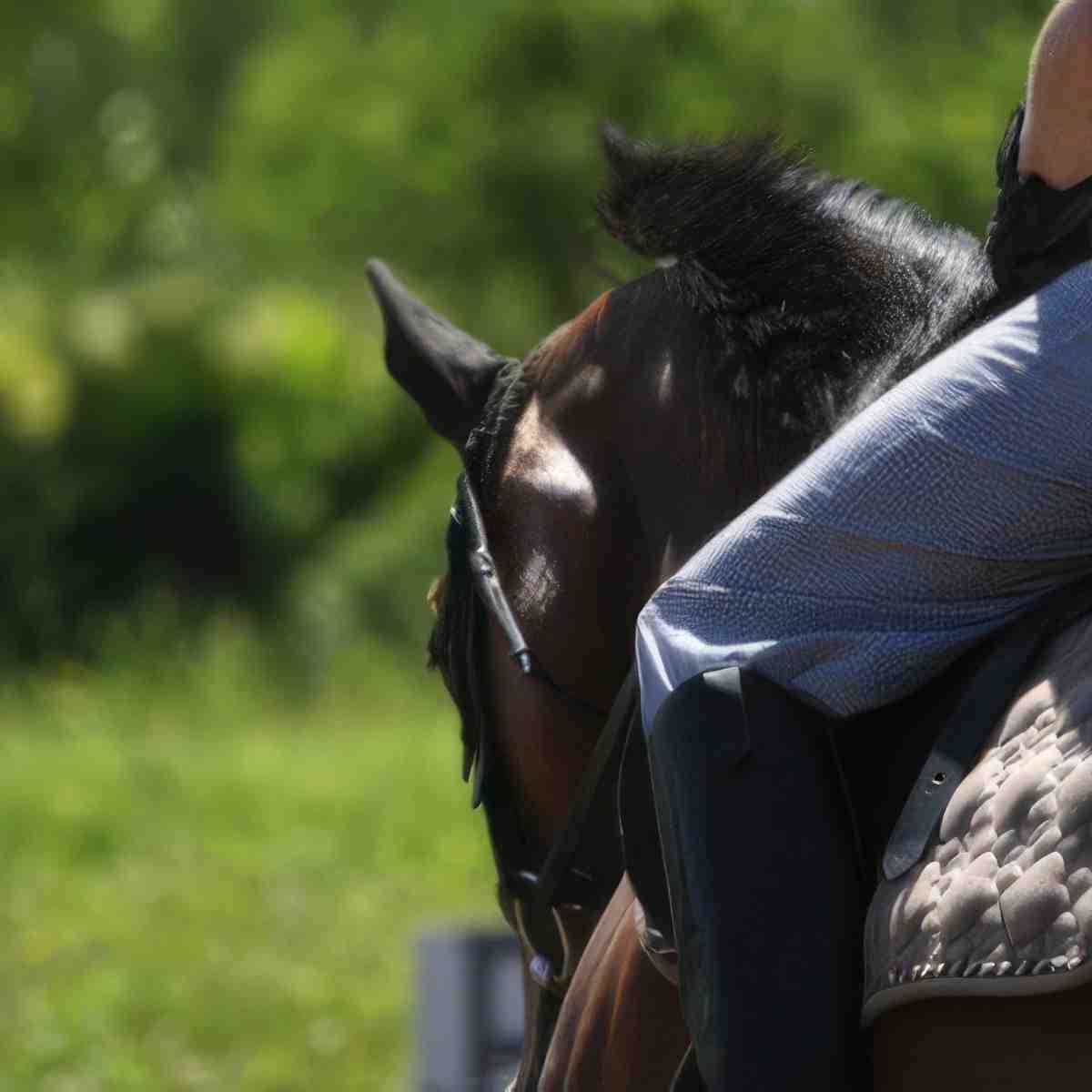 Nauka jazdy konnej | Mysłowice