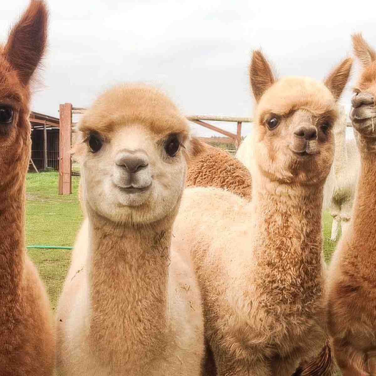 Rodzinne spotkanie z Alpaką | Łódź (Pęczniew)