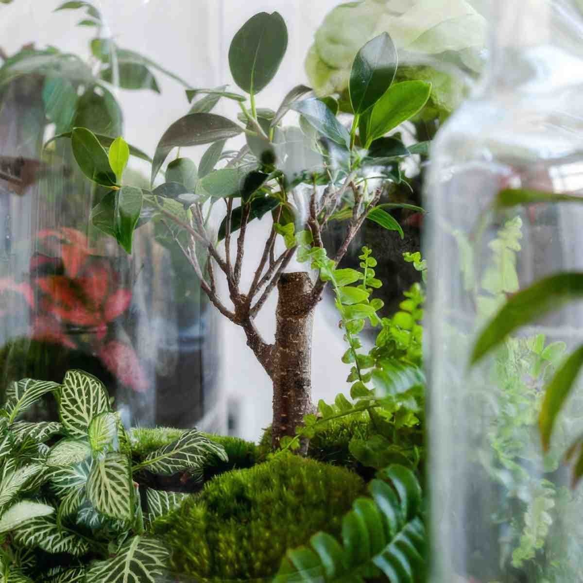 Stwórz własny Las w Słoiku | Warszawa (Białołęka)