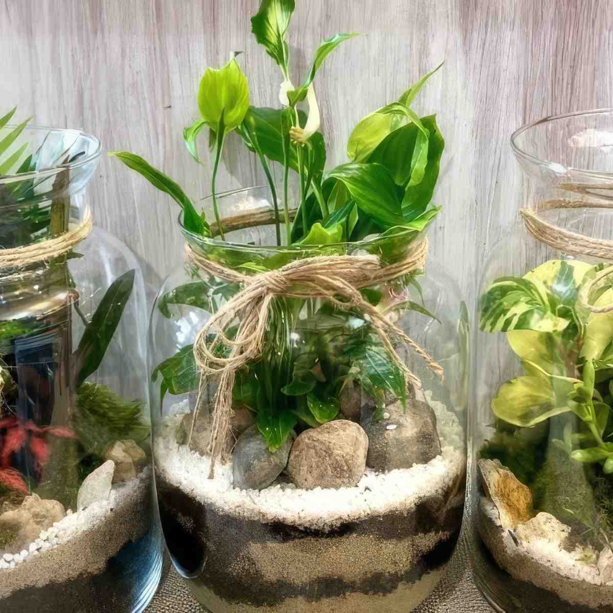 Stwórz własny Las w Słoiku | Włocławek