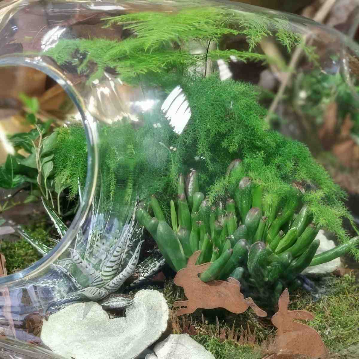 Stwórz własny Las w Słoiku | Elbląg