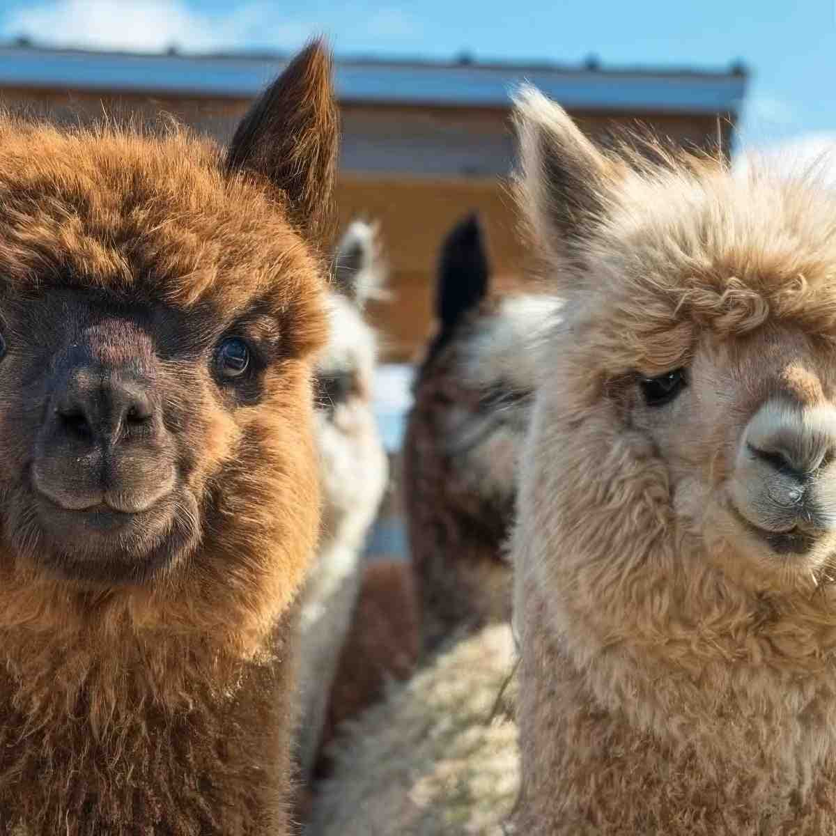 Rodzinne spotkanie z Alpaką | Kielce (Sobków)