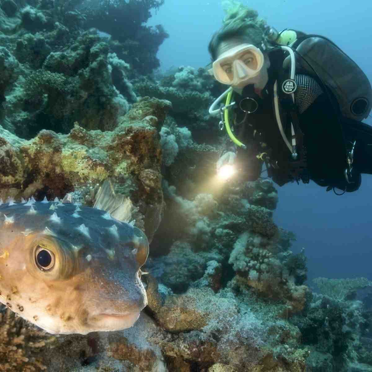 Kurs nurkowania (PADI/SSI/PSAI/SDI/IDF) | Częstochowa