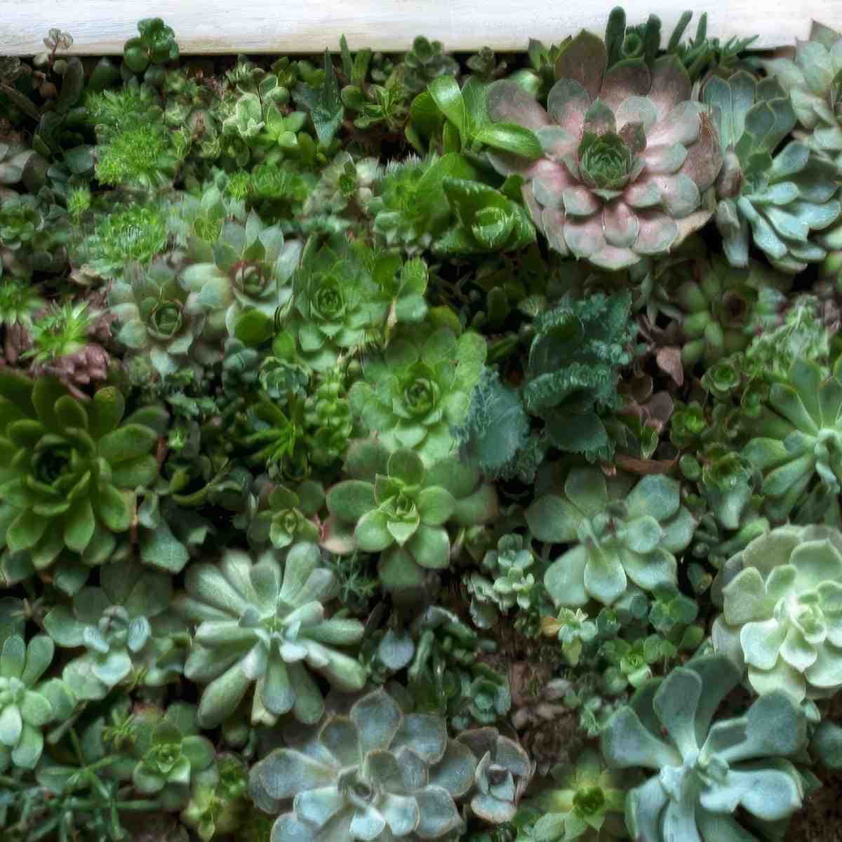 Stwórz własny obraz z sukulentów | Warszawa