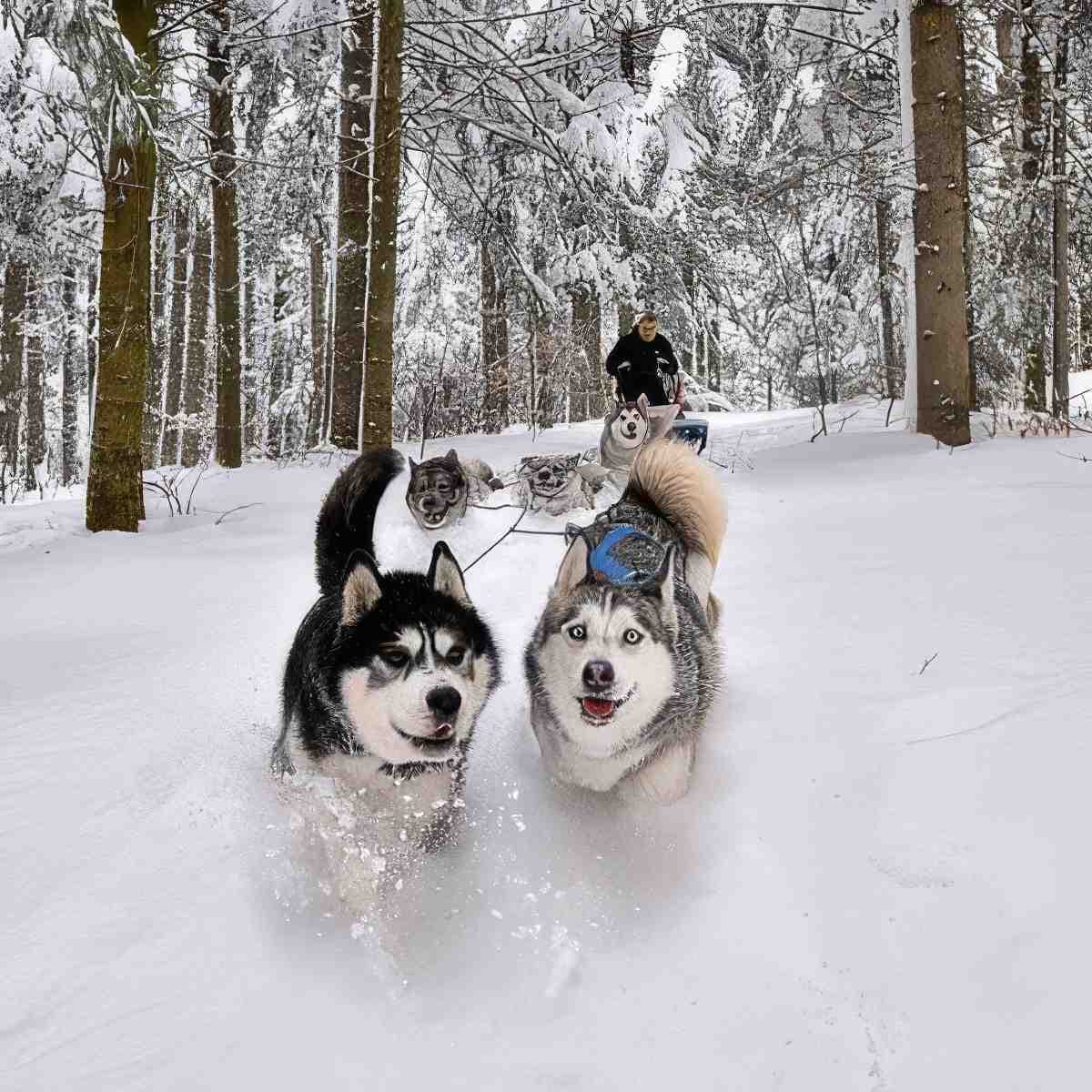 Zimowa jazda psim zaprzęgiem | Limanowa | Skylos