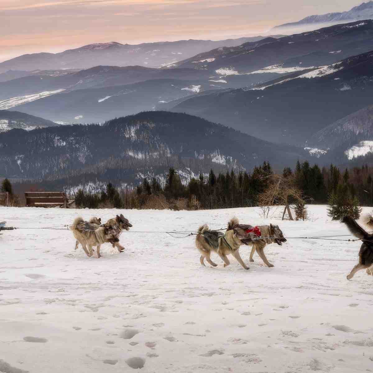 Jazda psim zaprzęgiem | Limanowa | Skylos