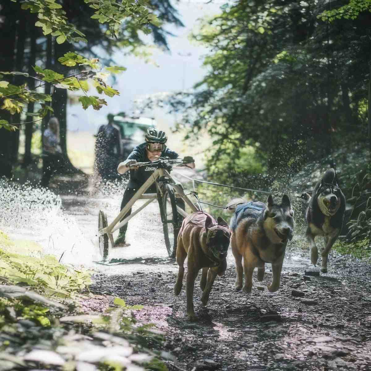 Jazda psim zaprzęgiem | Limanowa | Skylos