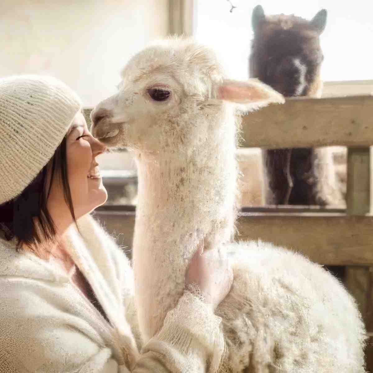 Spacer z Alpaką | Ciechanowiec