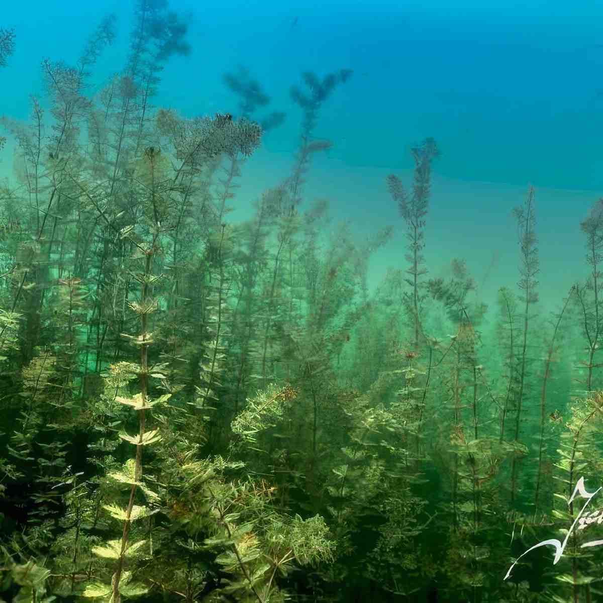 Nurkowanie w podwodnym lesie | Konin