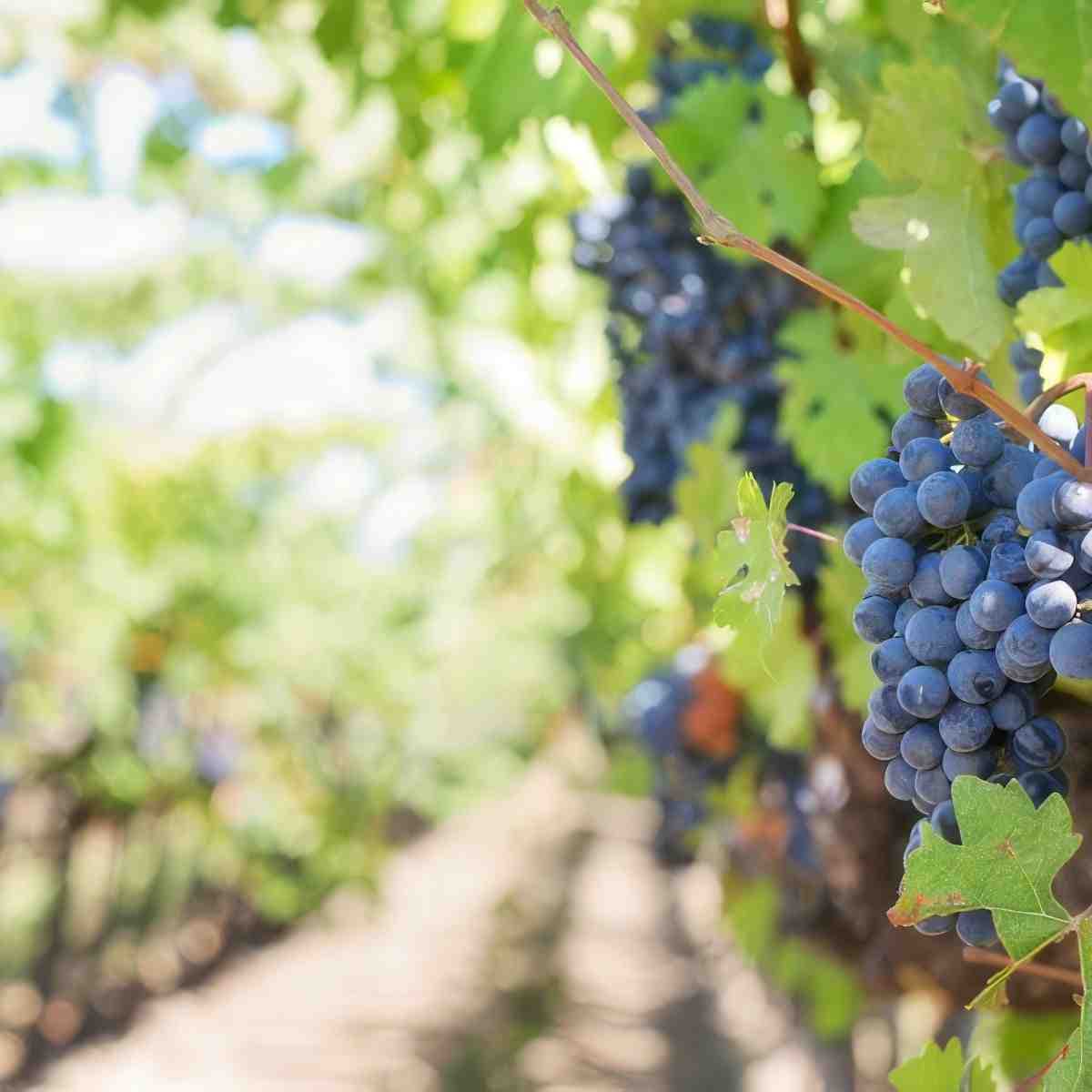 Wieczór panieński z degustacją win | Wrocław (Zawonia) | Winnica Trzebnicka