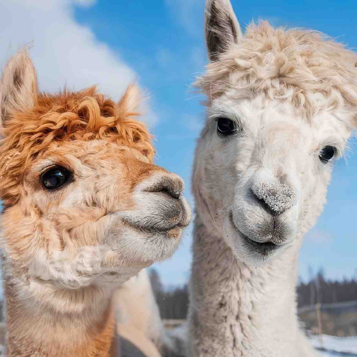 Spacer z Alpaką | Inowrocław (Chełmce)