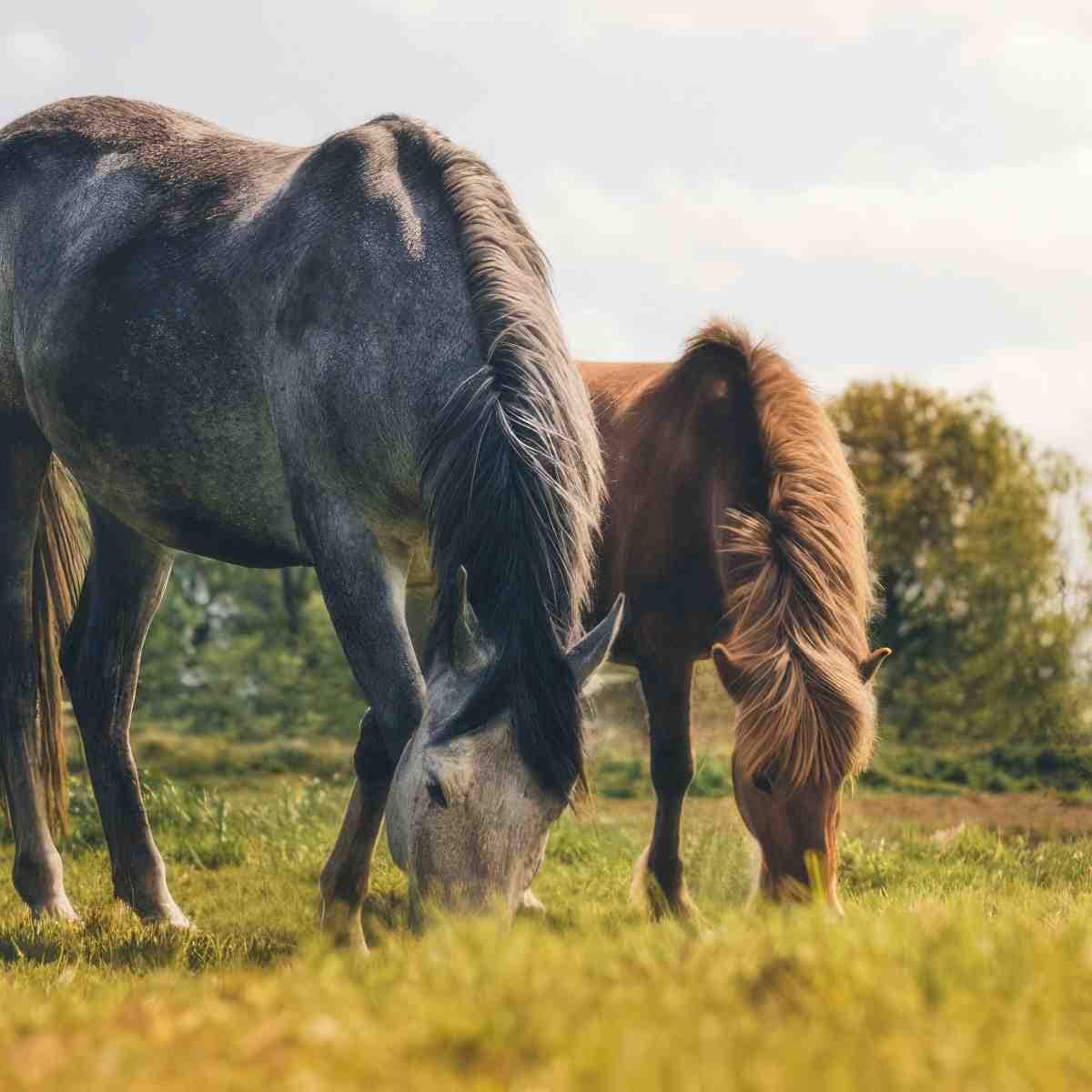 Hipoterapia | Poznań