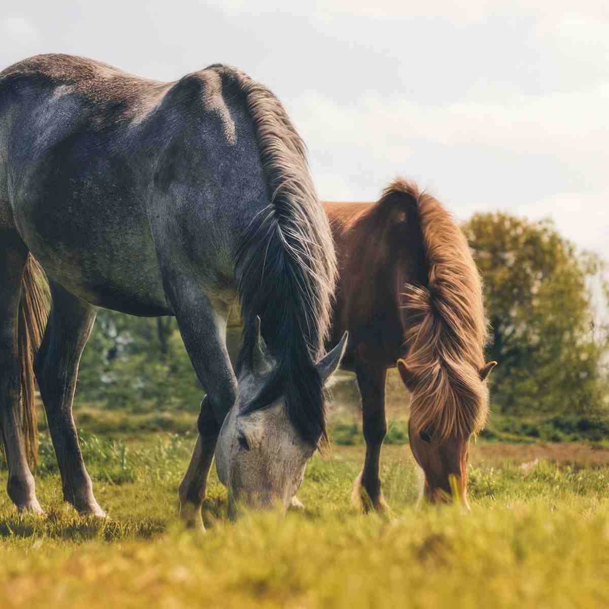 Nauka jazdy konnej | Poznań (Kicin)