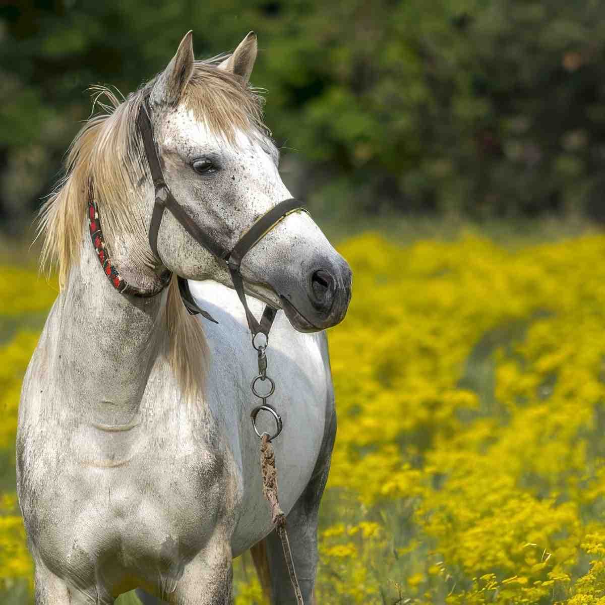 Nauka jazdy konnej | Poznań (Kicin)