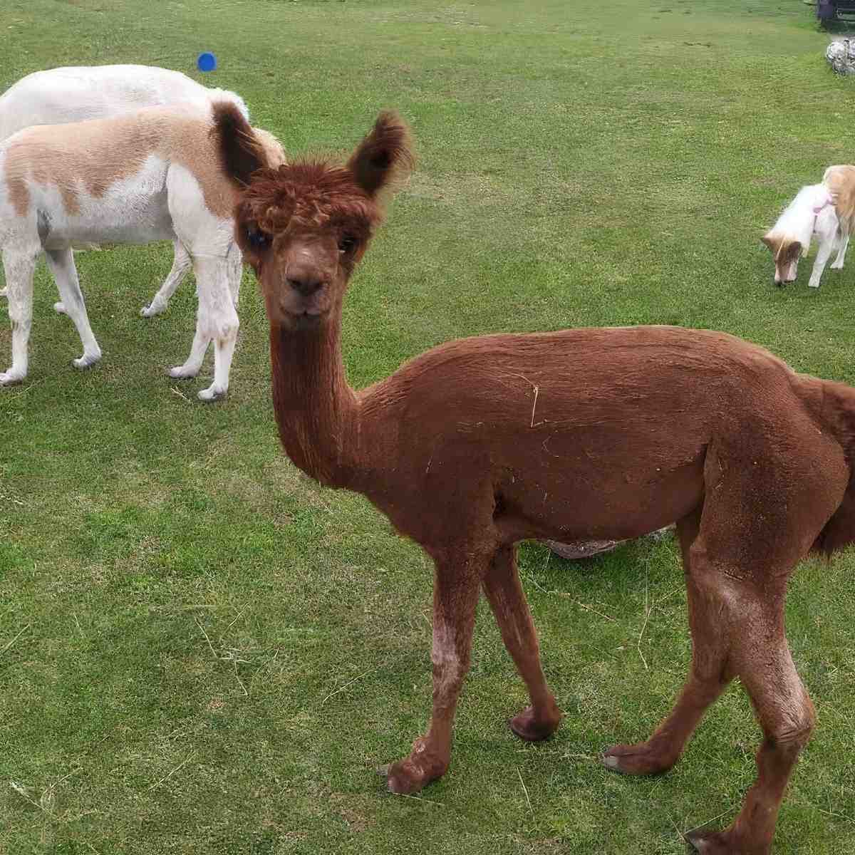 Rodzinne spotkanie z Alpaką | Białystok (Turośń Kościelna)
