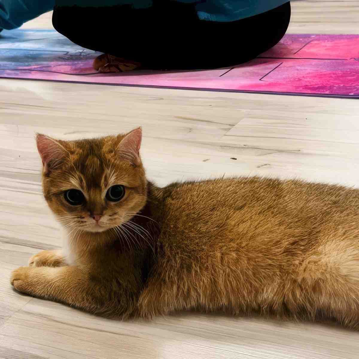 Kocia joga | Katowice