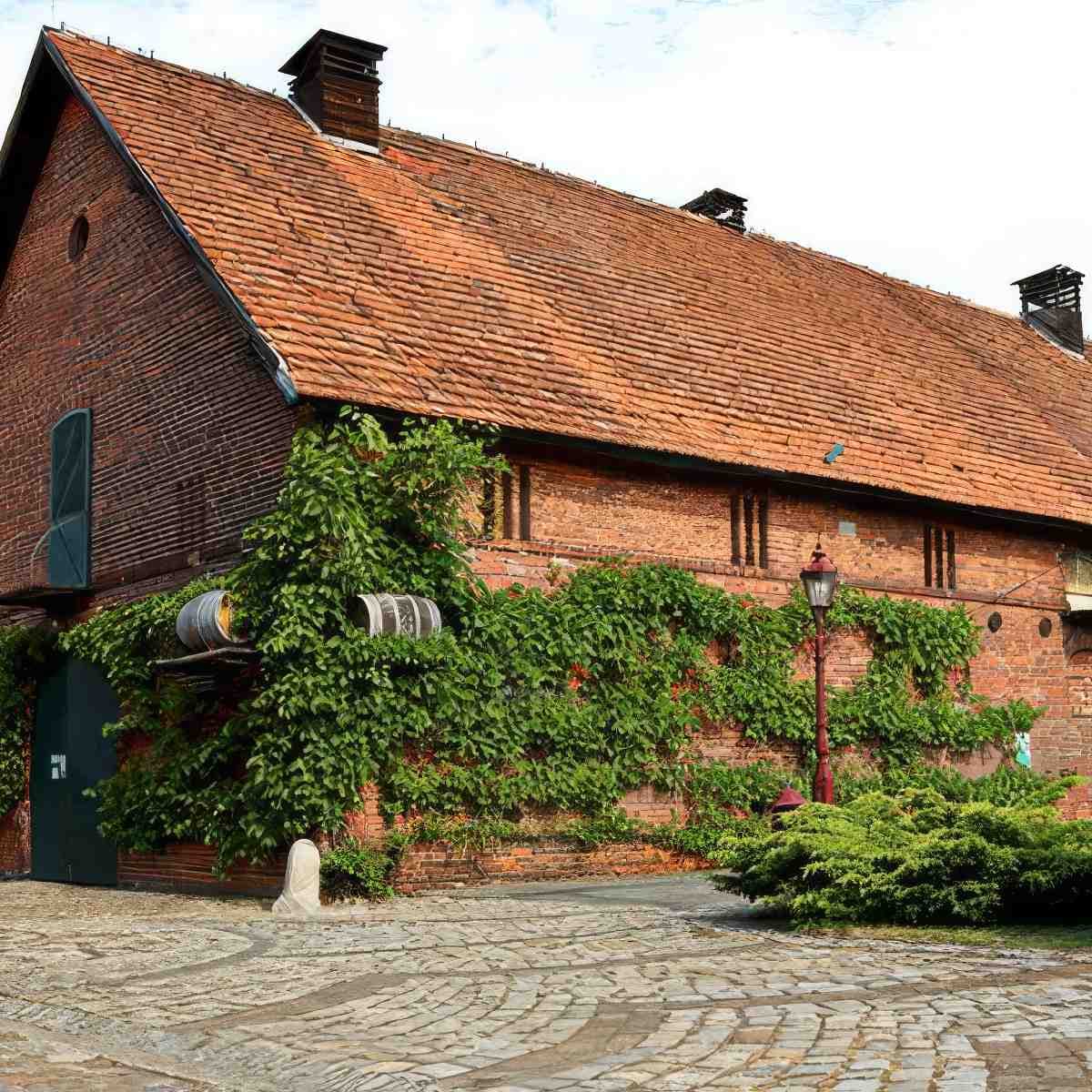 Zwiedzanie Winnic Jaworek z degustacją | Wrocław (Miękinia)