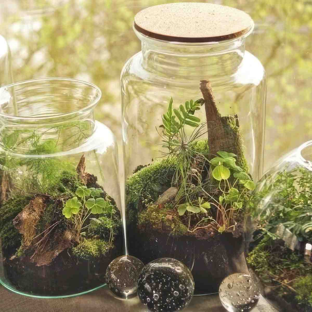 Stwórz własny Las w Słoiku | Katowice (Jastrzębie-Zdrój)