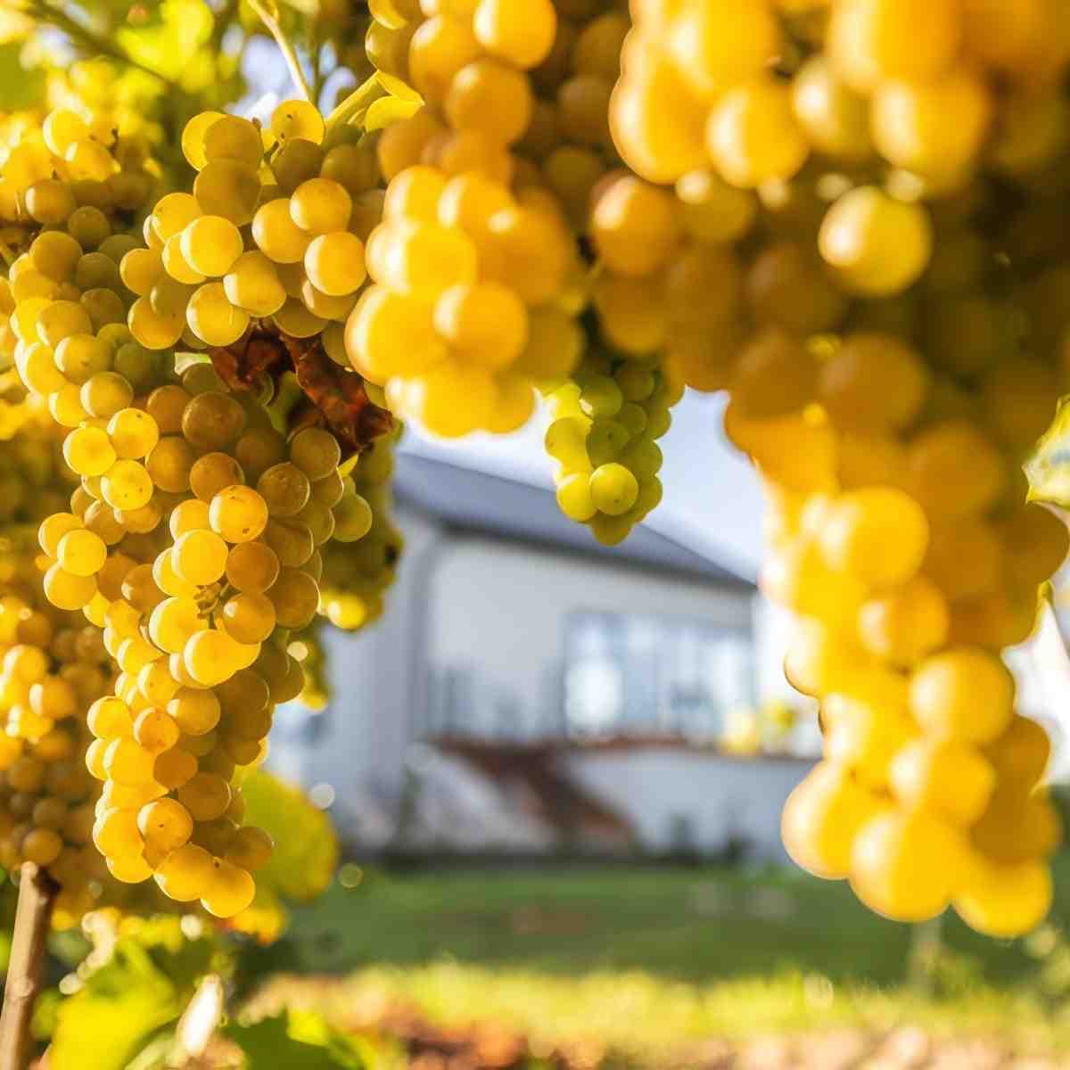 Zwiedzanie winnicy z degustacją | Kutno | Winnica Witaj Słońce