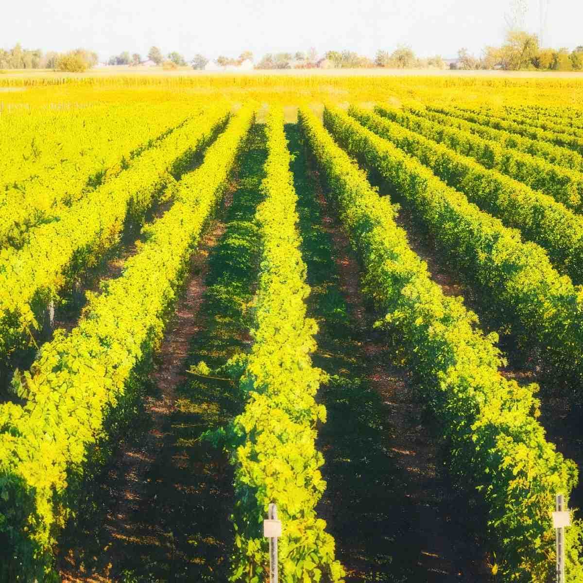 Zwiedzanie winnicy z degustacją | Kutno | Winnica Witaj Słońce