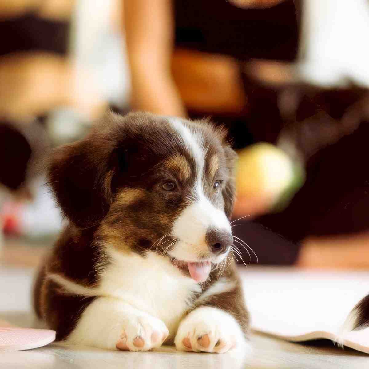 Puppy joga | Rzeszów