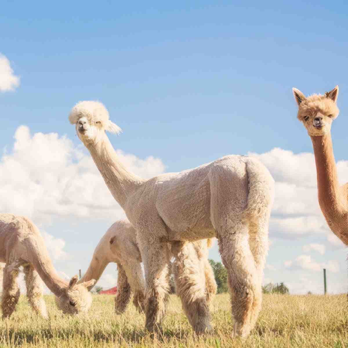 Spacer z Alpaką | Kraków