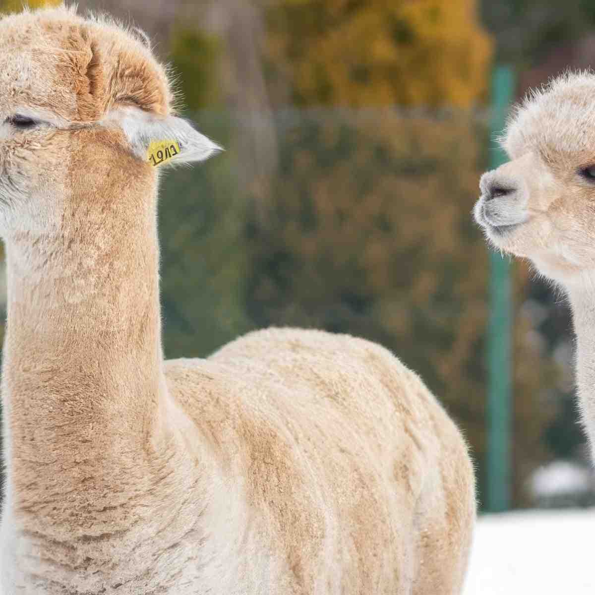 Rodzinne spotkanie z Alpaką | Kraków