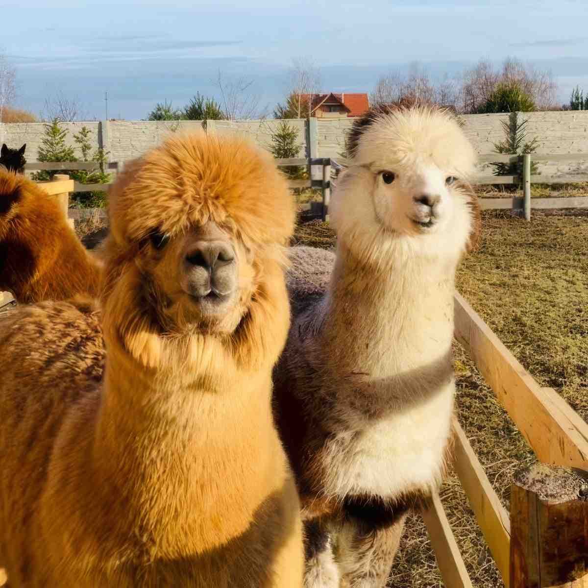 Rodzinne spotkanie z Alpaką | Wrocław