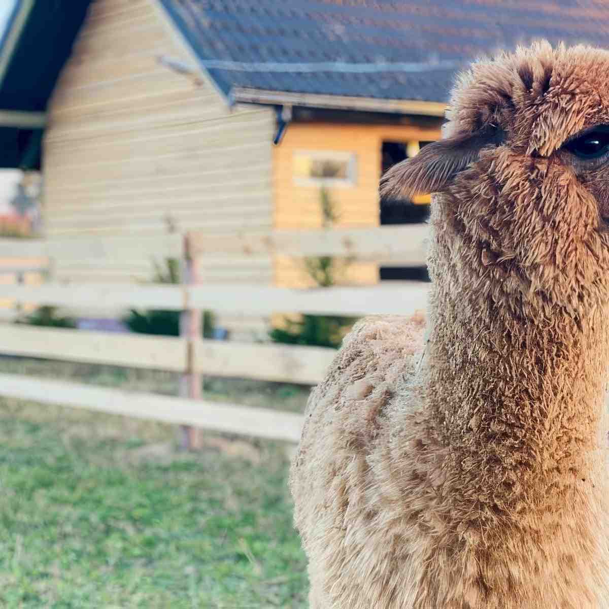 Rodzinne spotkanie z Alpaką | Wrocław