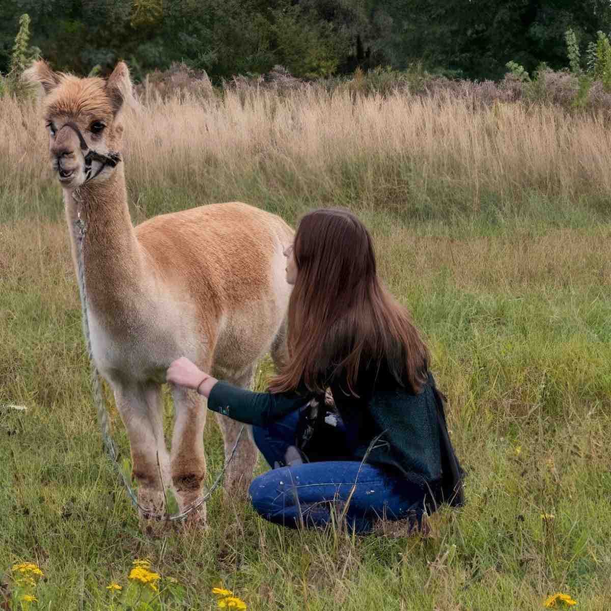 Spacer z Alpaką | Kraków