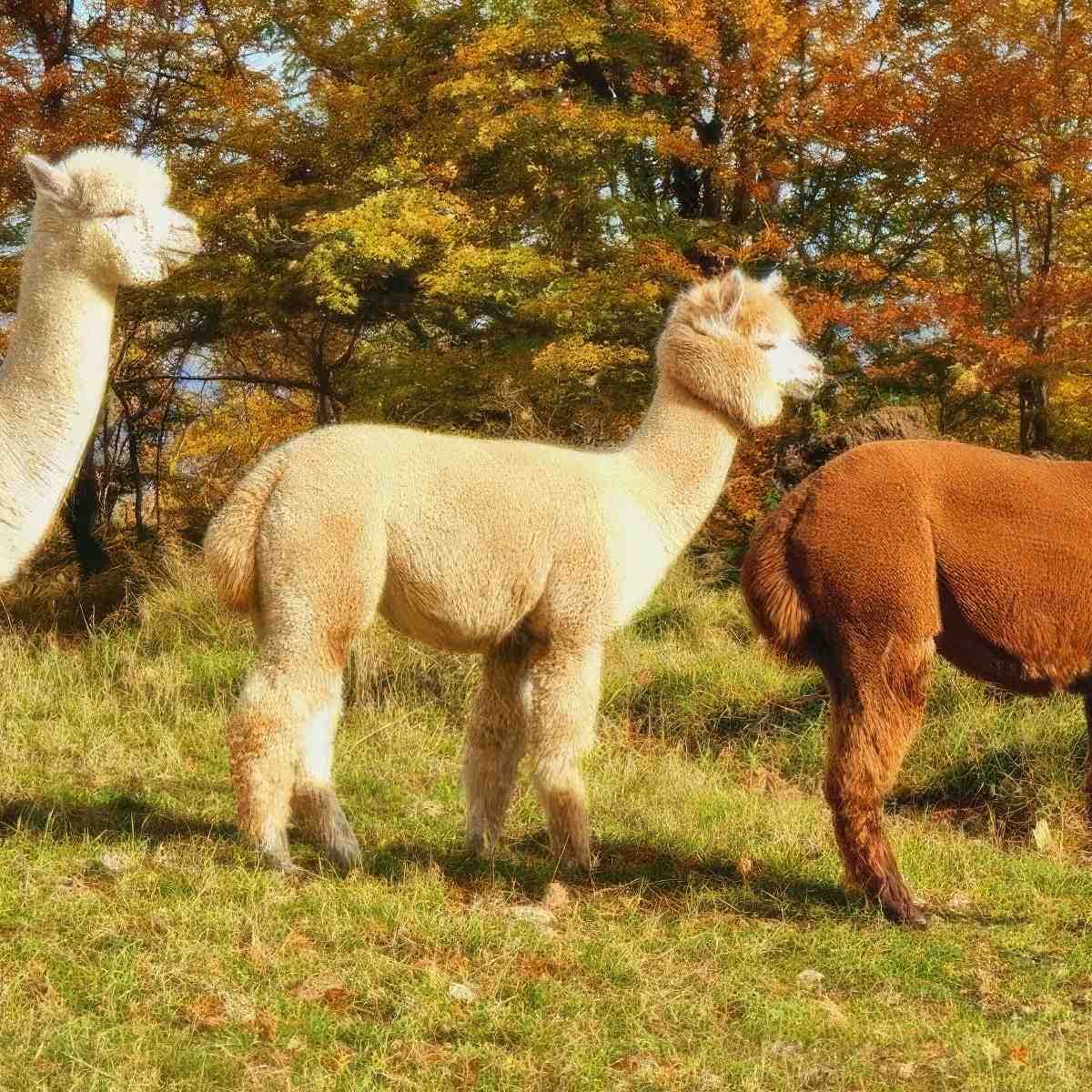 Spacer z Alpaką | Jelenia Góra (Szklarska Poręba)