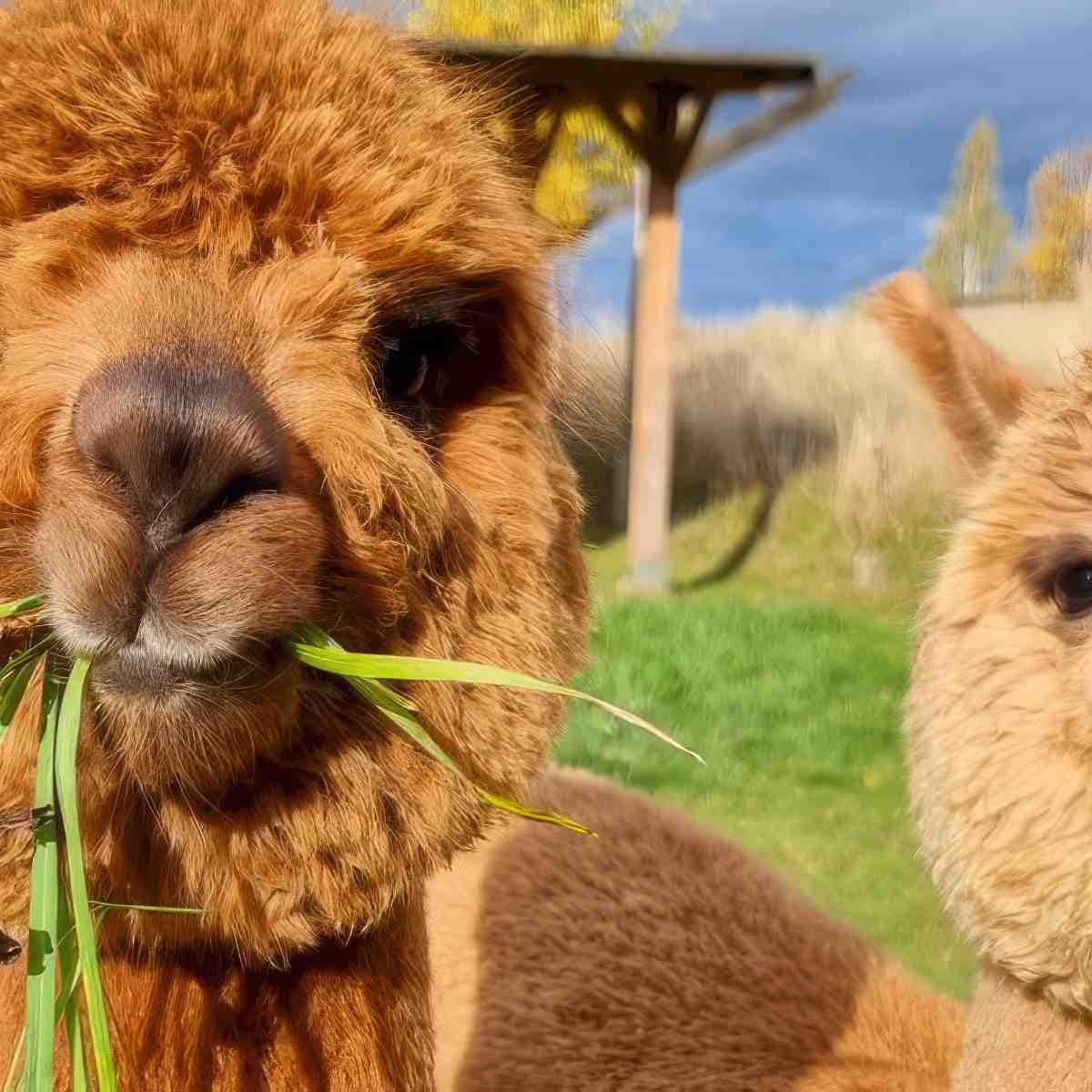 Spacer z Alpaką | Jelenia Góra (Szklarska Poręba)