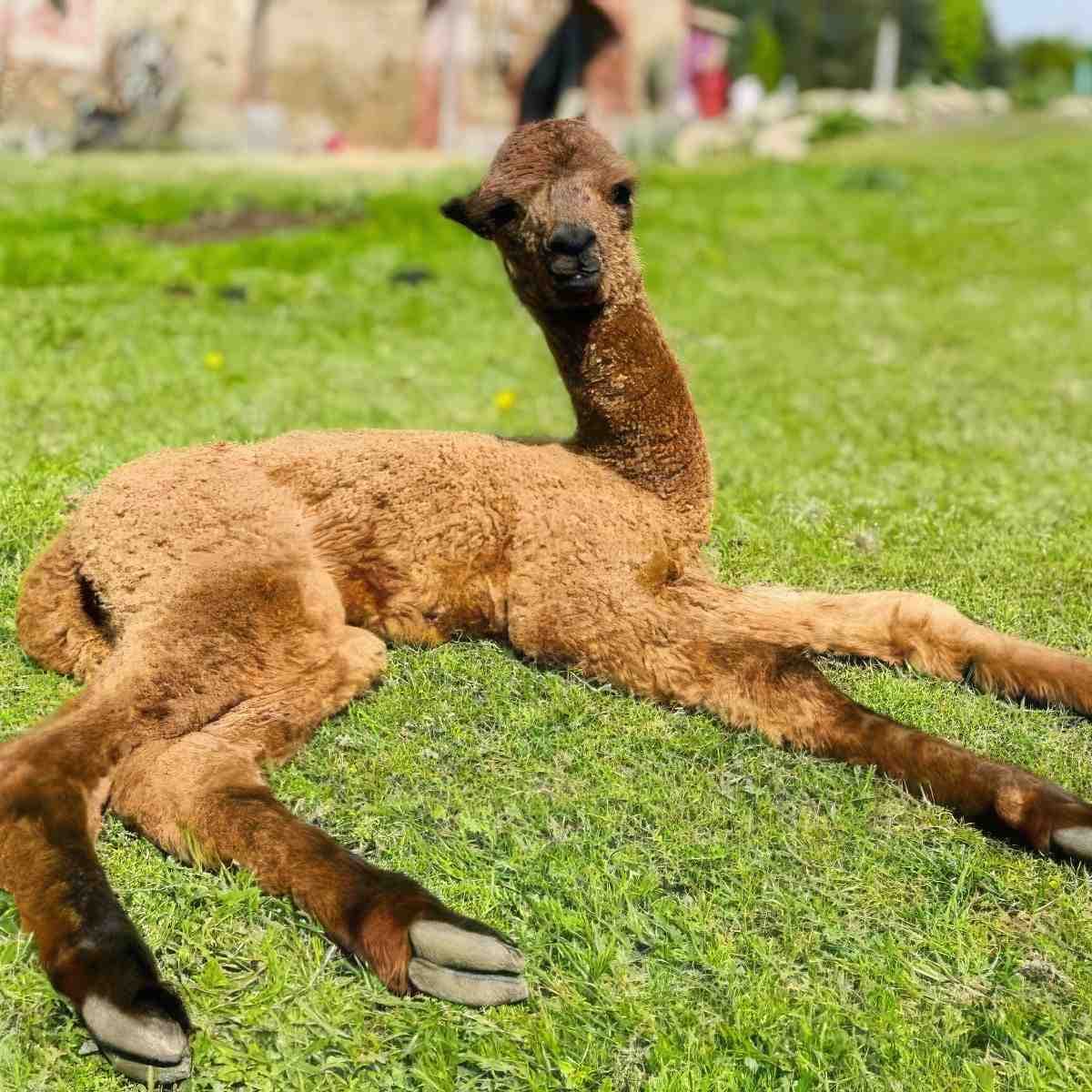 Spacer z Alpaką | Jelenia Góra (Proszówka)