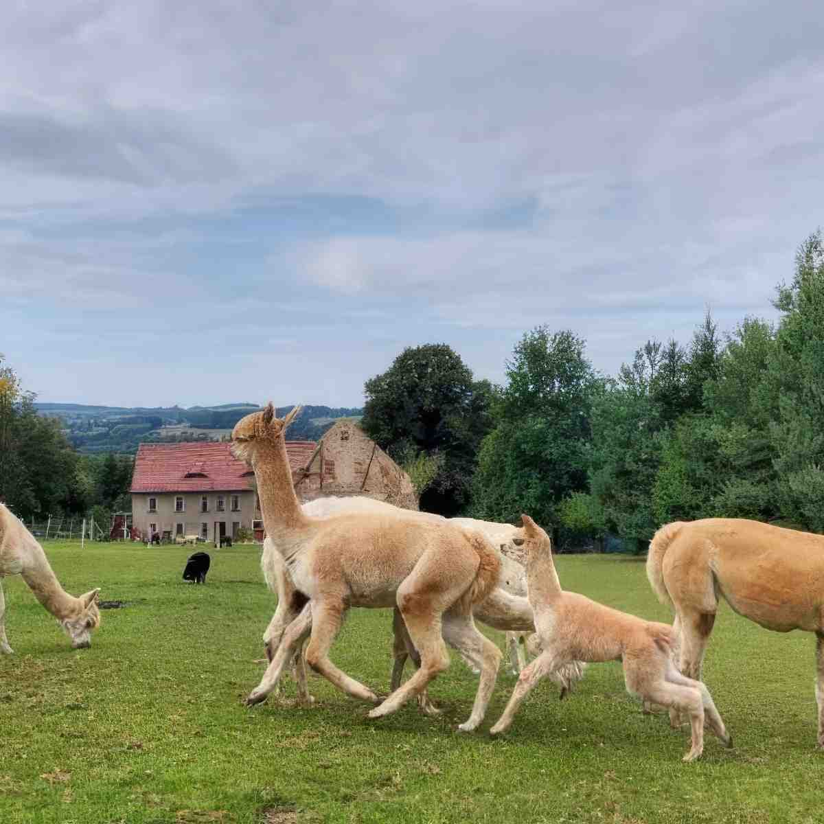 Rodzinne spotkanie z Alpaką | Jelenia Góra (Proszówka)