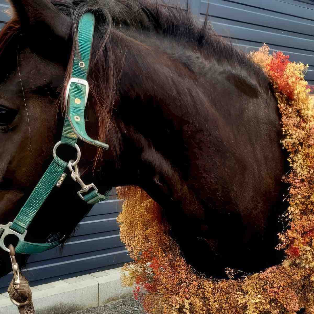 Nauka jazdy konnej dla dzieci | Legnica (Nowa Męcinka)