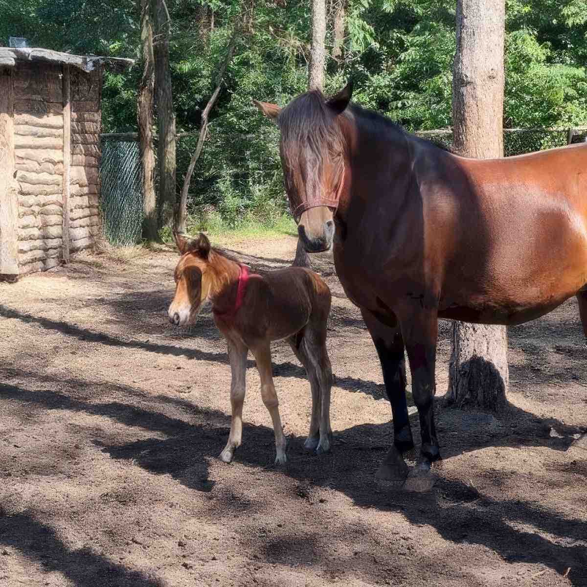 Nauka jazdy konnej | Płock (Borowiczki-Pieńki)