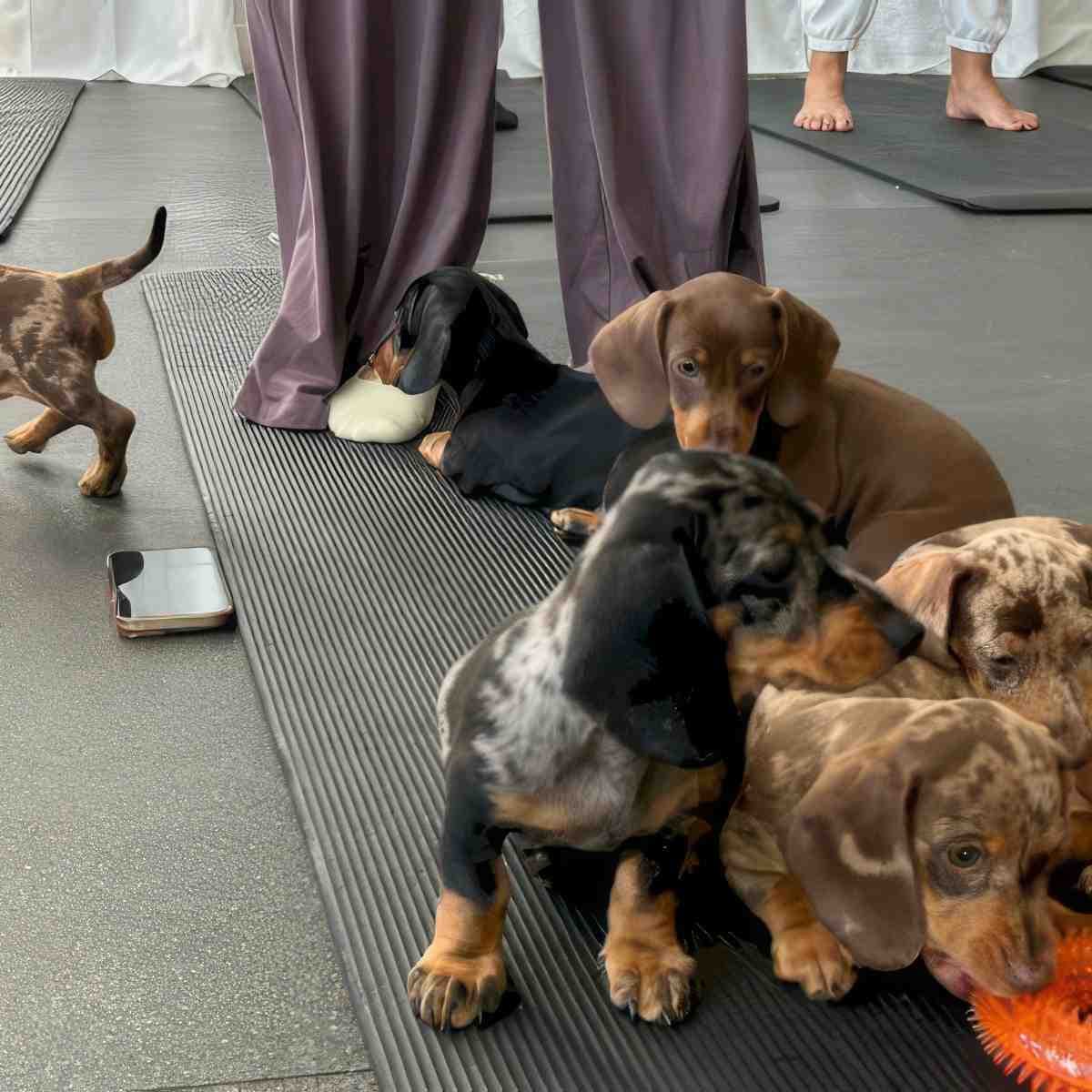 Puppy joga | Grudziądz