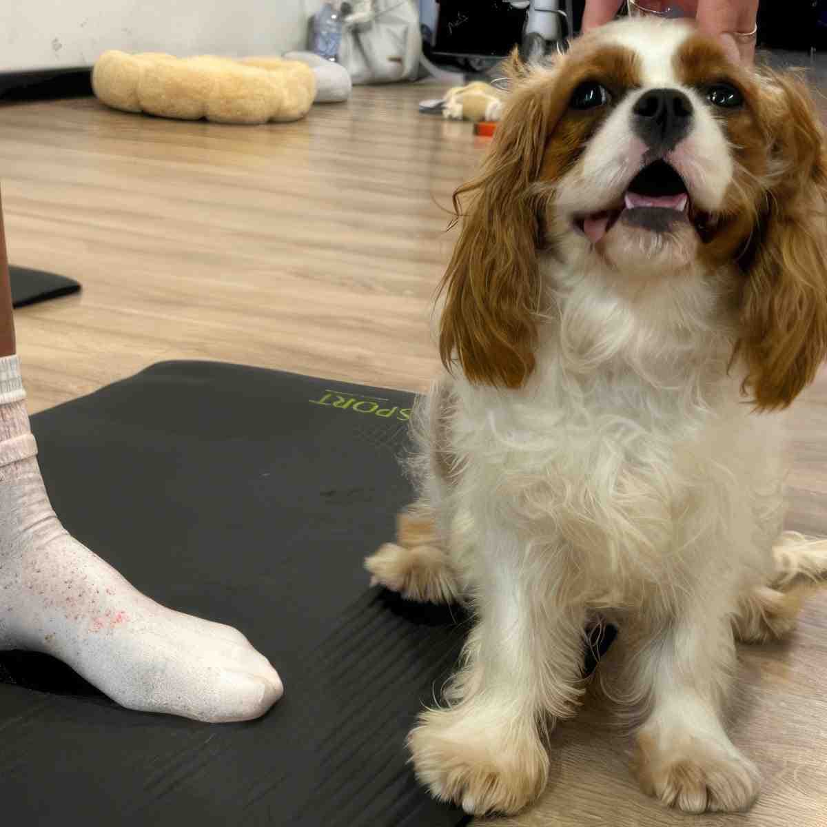 Puppy joga | Bydgoszcz