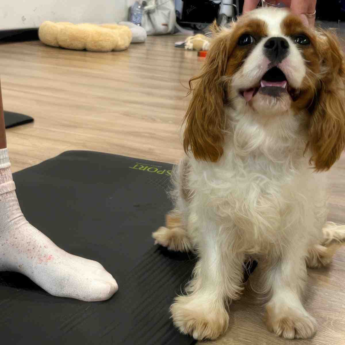 Puppy joga | Bydgoszcz