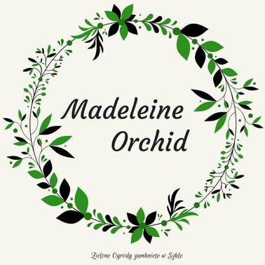 Madeleine Orchid