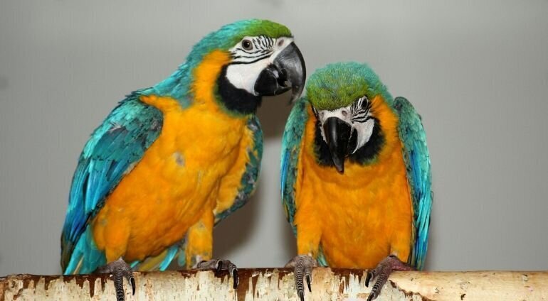Dwie Papużki Na Gałęzi