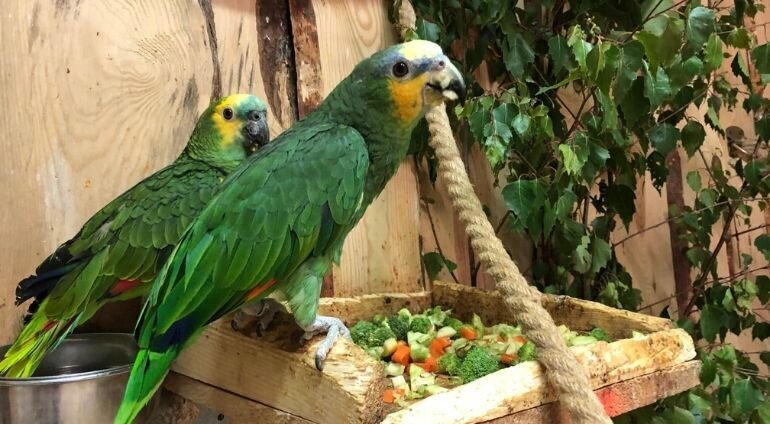 Dwie Zielone Papugi W Papugarni