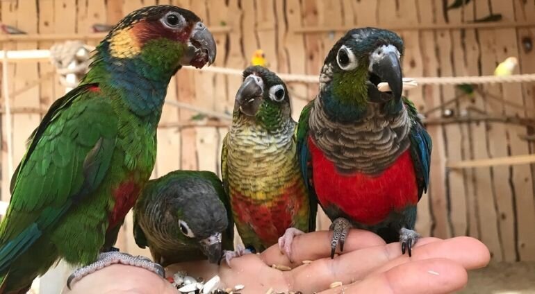 Trzy Papugi Siedzą Na Dłoni