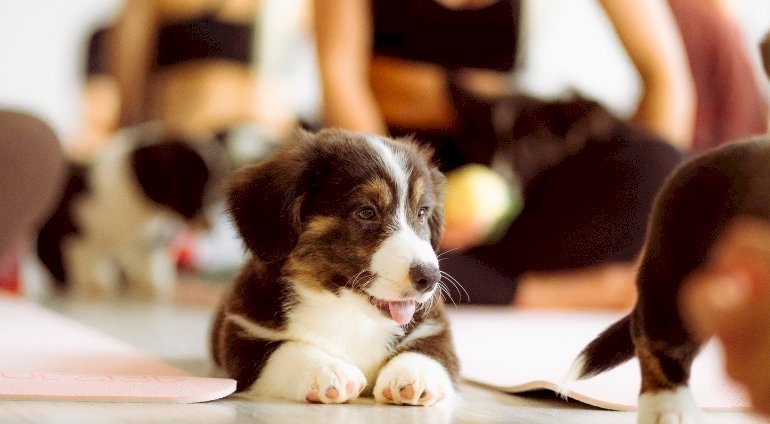 Puppy joga