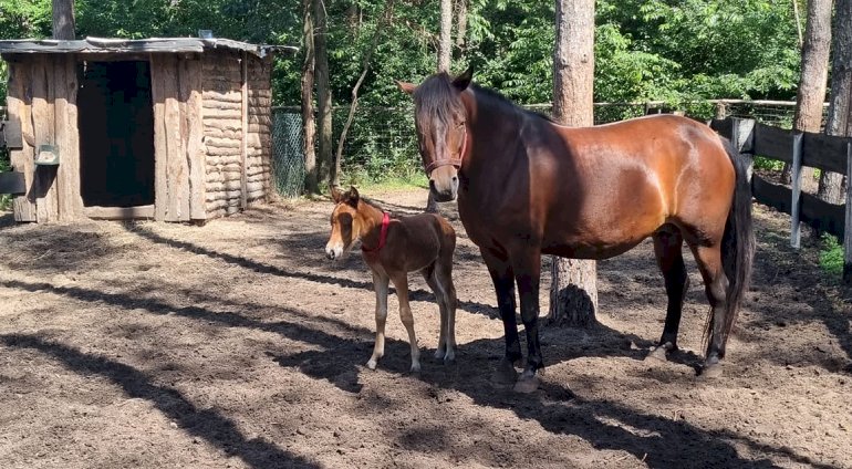 Nauka jazdy konnej - Płock (2 osoby)